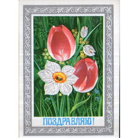 Чистая открытка 1978г. "Поздравляю! Тюльпаны и нарцисс" худ. Ф. Марков