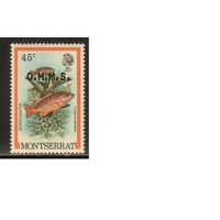 Монтсеррат-1981(Мих.37) , **    , Морская Фауна , Рыбы,Надп.