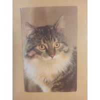 Календарь 1990 кошки/8