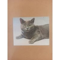Календарь 1990 кошки/9
