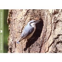 Фауна Беларуси: обыкновенный поползень, тираж 5000 экз., чистая, 2012