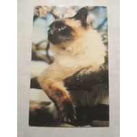 Карманный календарик. Котик.1993 год