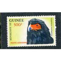 Гвинея. Фауна. Птицы. Орел-скоморох