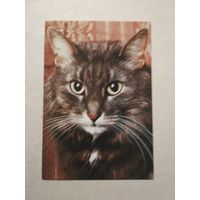 Карманный календарик. Котик. 1991 год
