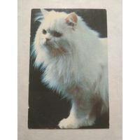 Карманный календарик. Котик.1993 год
