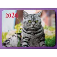 Зеленоглазый красавец. Кот. Календарик, глянец, 2026.ТРАСКО