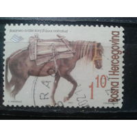 Босния и Герцеговина, 2001.Боснийская горная лошадь