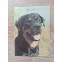 Календарик 1993