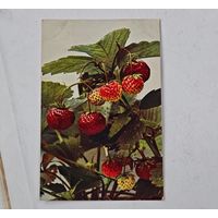 1909 год Либава  Открытка