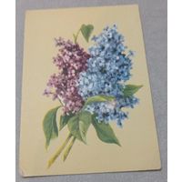 Цветы: сирень. Художник В.Зеленов. Чистая, 1957, типография им.Сталина