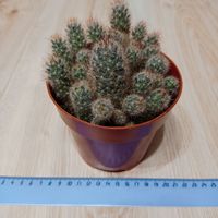 Кактусы Маммиллярия