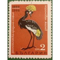 Болгария 1968. Венценосный журавль. Марка из серии