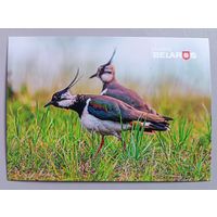Серия "Планета Беларусь ". Чибисы. Птицы. Фауна.  Открытка, глянец
