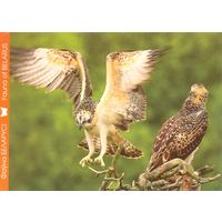 Фауна Беларуси: скопа, тираж 4000 экз., чистая, 2016