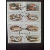 Стаффа. Фауна. Рыбы. Малый лист