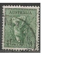 Австралия. Коала. 1937г. Mi#144.