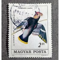 Марка Венгрия 1985 год Птица
