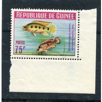 Гвинея. Фауна. Аквариумные рыбки