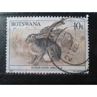 Ботсвана,1987. Африканский горный заяц