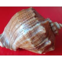 Ракушка морская