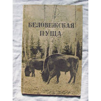 25-14 П. Осадчий В. Баврин Беловежская пуща Минск 1950