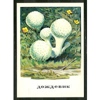 Грибы. Дождевик. 1971