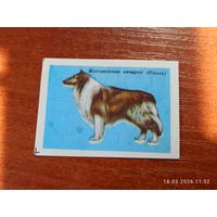 Спичечная этикетка Шотландская овчарка Колли