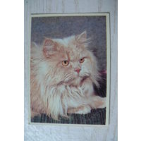 Календарик, 1994, Кошка.