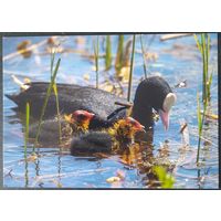 Беларусь 2021 открытка птенцы.