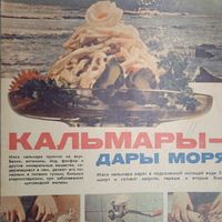 Реклама СССР . КАЛЬМАРЫ-ДАРЫ МОРЯ. 60-70г. 20века.