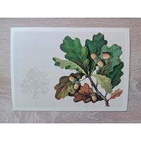 Куртенко  1979 не подписана