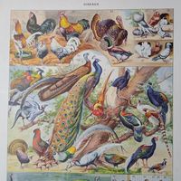 ПТИЦЫ. Энциклопедическая гравюра .OISEAUX  2. Франция нач.20в.