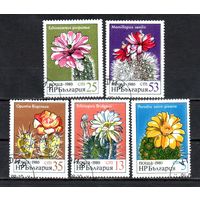 Цветы кактусов Болгария 1980 год серия из 5 марок