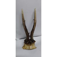 Рога косули