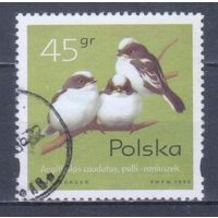 [630] Польша 1995. Фауна.Птицы.Птенцы.45 гр. Гашеная марка.