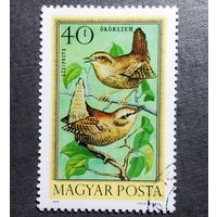Марка Венгрия 1973 год Птицы