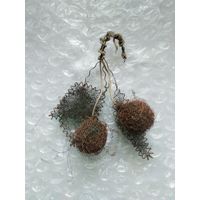 Вишня,черешня на ветке.Москабель. каталог