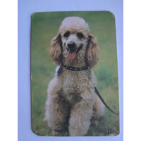 Календарик 1991 г.  Пудель.