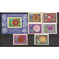 ФФ2 Болгария Цветы гаш