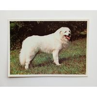 Словацкая овчарка. Издательство Братислава. Чистая.