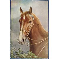 Портрет коричневой лошади. Карл Райхерт. Германия. Латвийская почта. 1924 г.