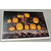 Посткроссинг. Открытка из Японии: Хэллоуин и кот  (10х15). Прошла почту. Художественные марки.