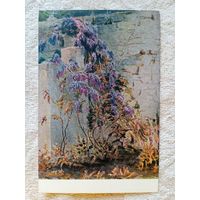 1953. Титов. Глицинии в цвету