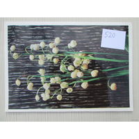 Открытка двойная Размер 20*15 лот 520