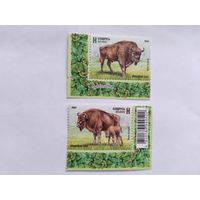 Беларусь  2024 2 м   зубры.