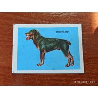 Спичечная этикетка Ротвейлер