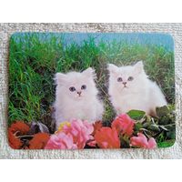 Календари. Испания. Кошки