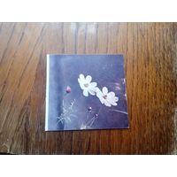 Цветы. Чистая.  " Минтис.МИНИ