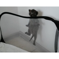 Серый и сильный котёнок говорун