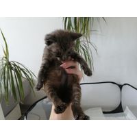 Серый и сильный котёнок говорун